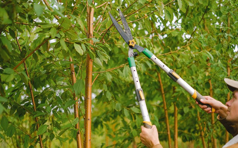 Tree trimming in Horse Branch, KY